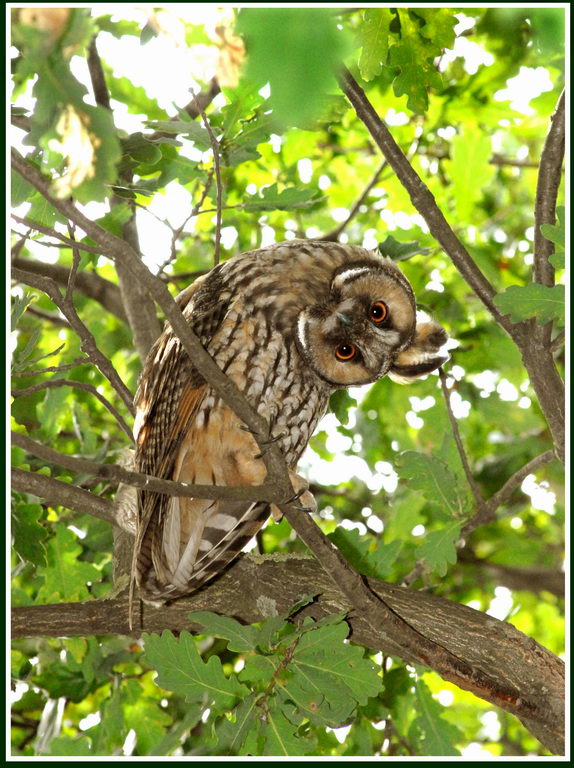 Avifauna humor