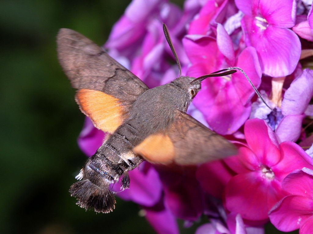 Macroglossum? in volo
