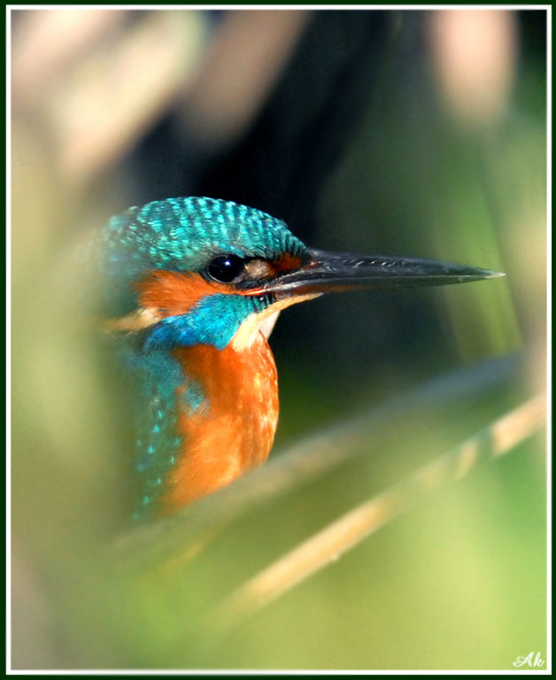 Martin, non pescatore
