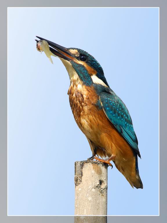 Martin, non pescatore