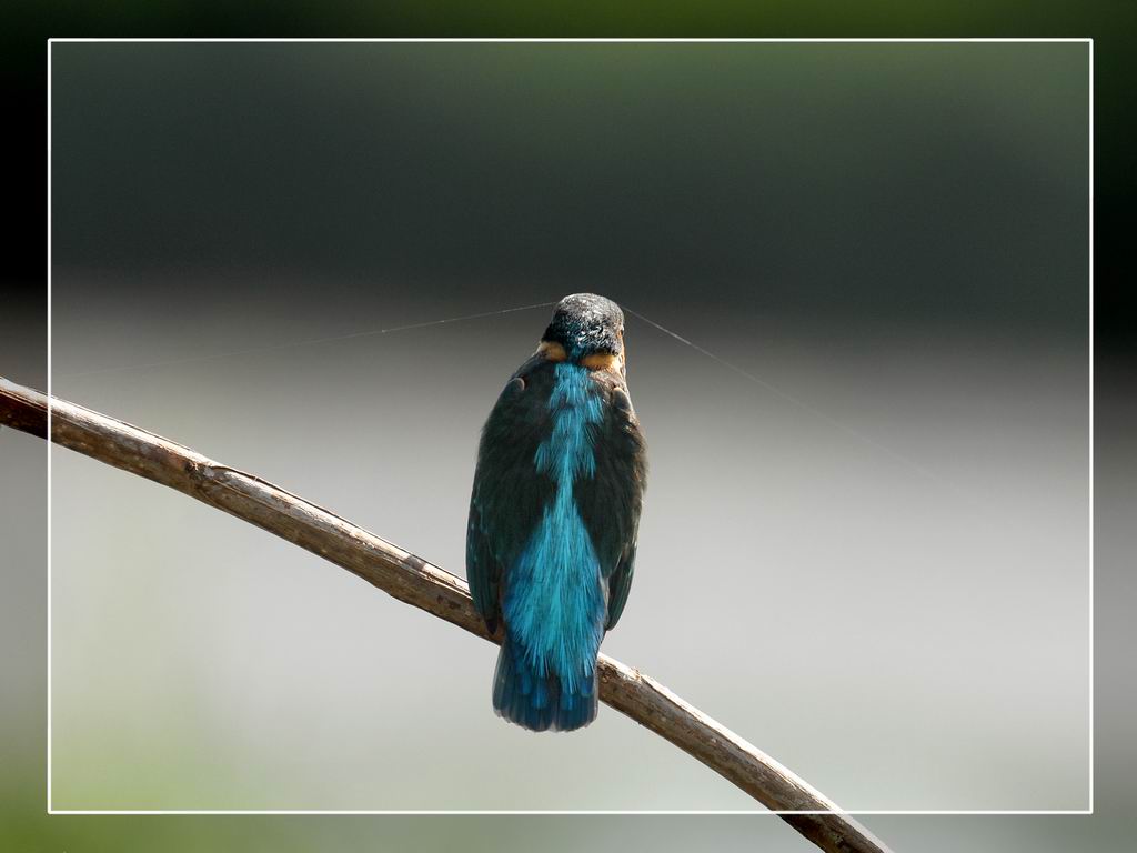 Avifauna humor