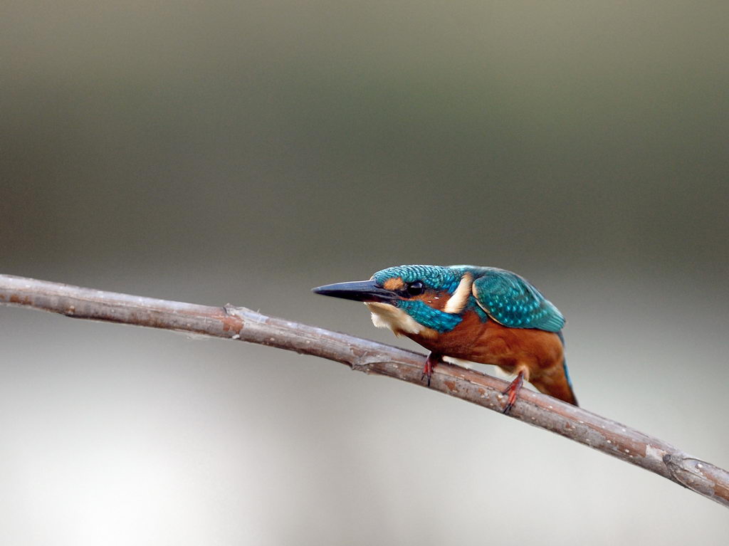Martin, non pescatore