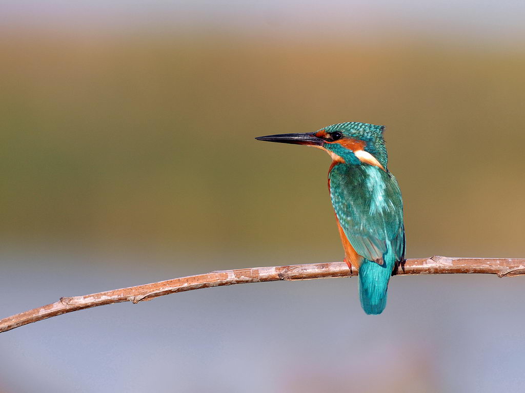 Martin, non pescatore