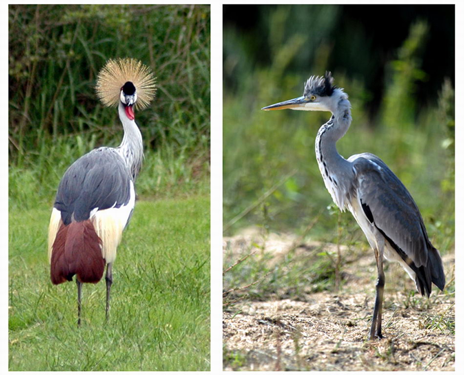 Avifauna humor