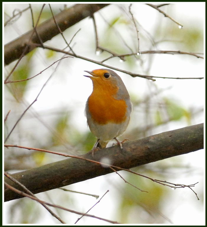 Avifauna humor