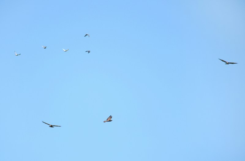 Volo di poiane