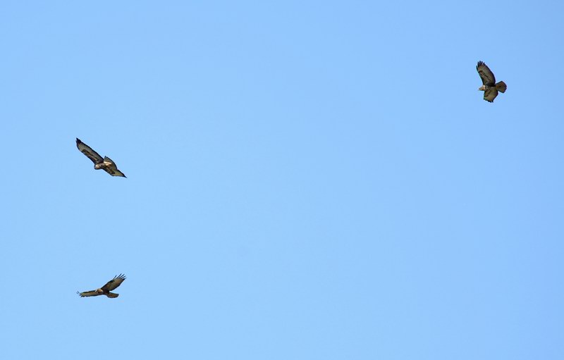 Volo di poiane
