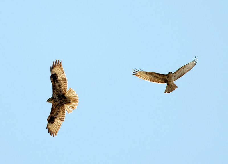 Volo di poiane