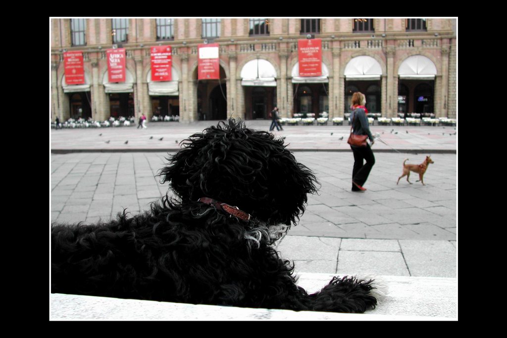 Qui ci sono troppi gatti, apriamo una discussione cani
