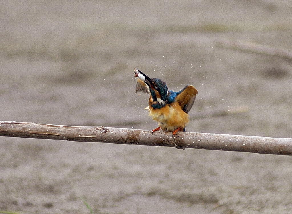 Avifauna humor