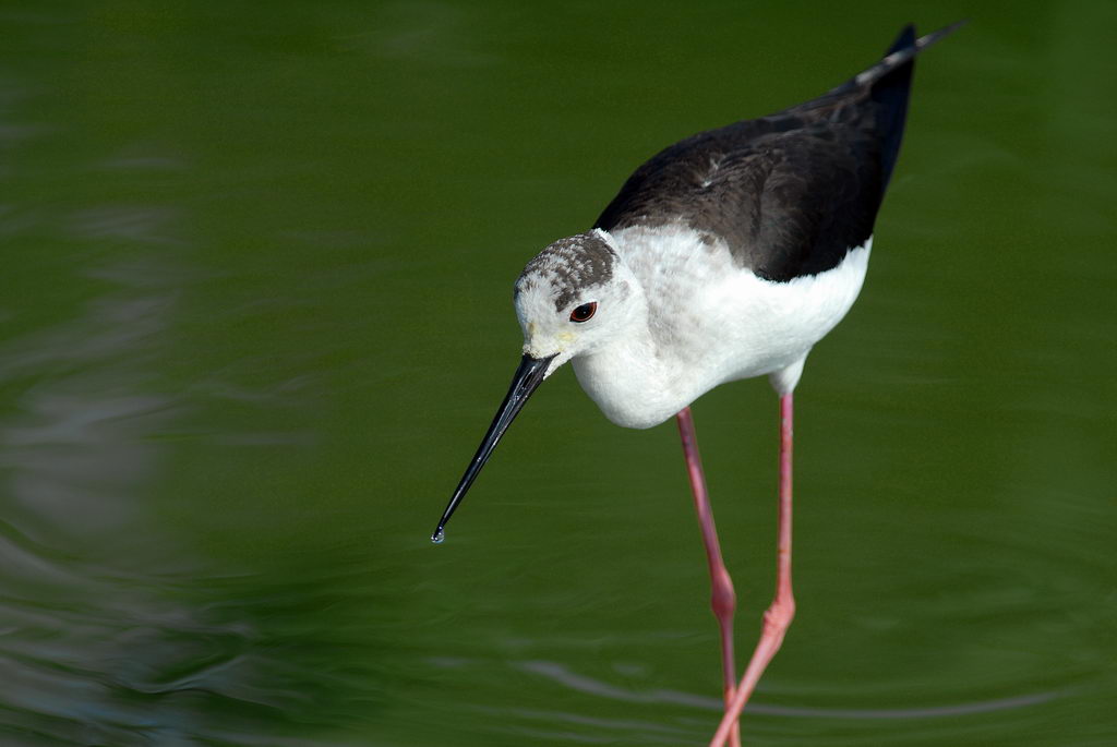 Avifauna humor