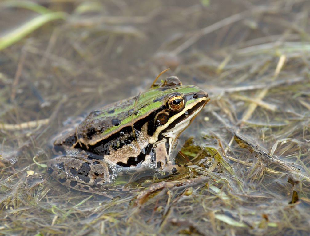 Rane innamorate - Pelophylax sp.