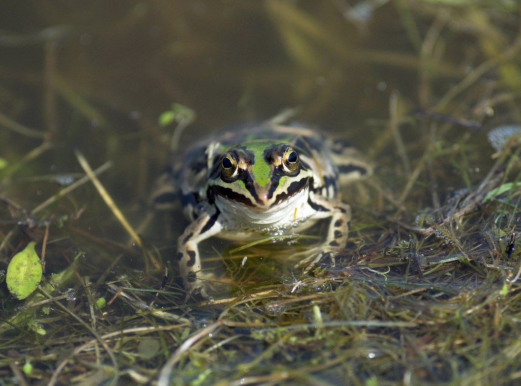 Rane innamorate - Pelophylax sp.