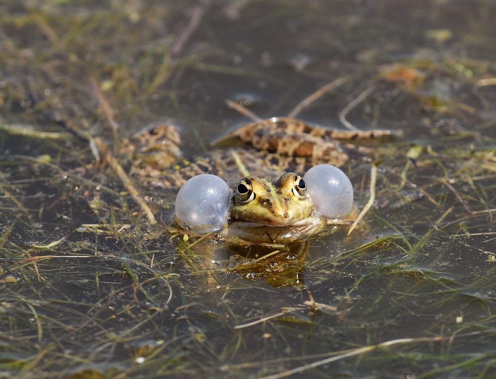 Rane innamorate - Pelophylax sp.