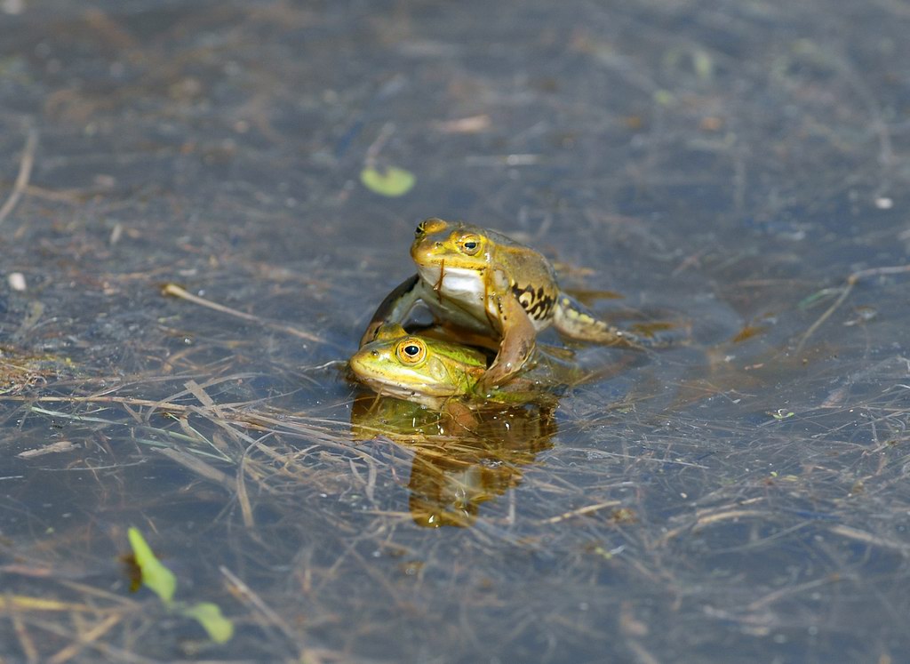 Rane innamorate - Pelophylax sp.