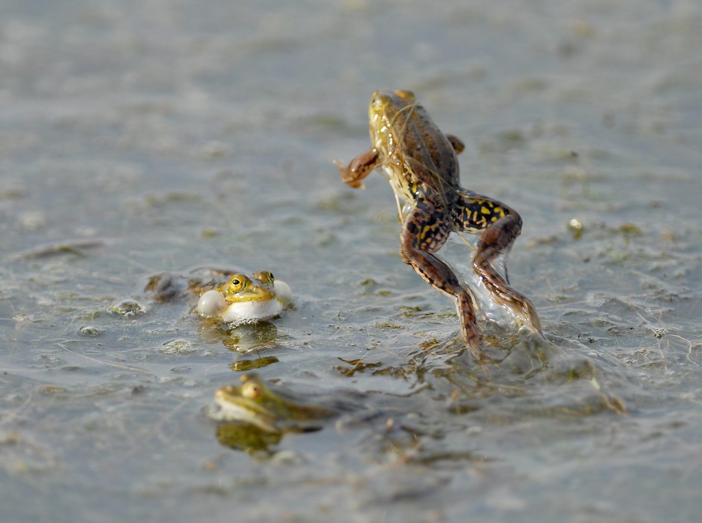 Rane innamorate - Pelophylax sp.