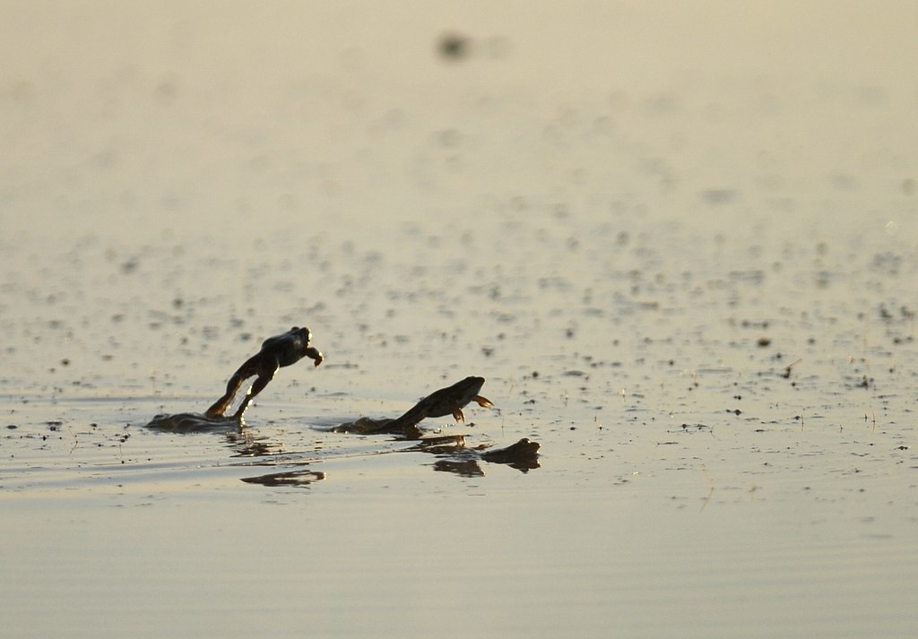 Rane innamorate - Pelophylax sp.