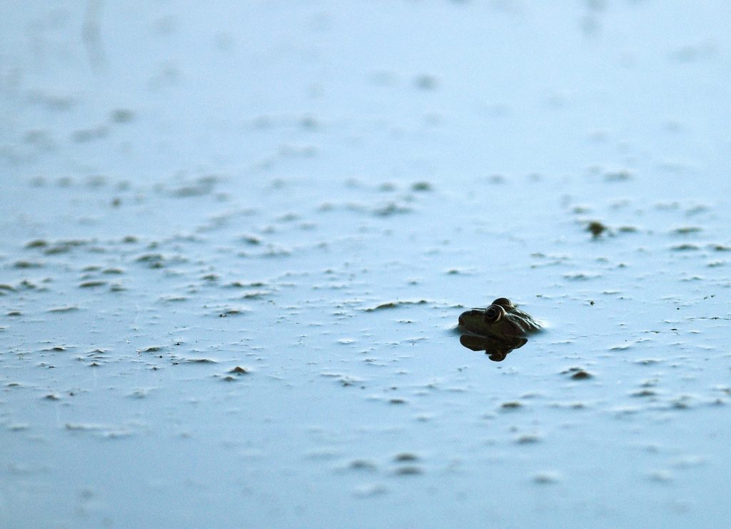 Rane innamorate - Pelophylax sp.