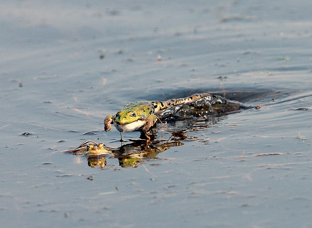 Rane innamorate - Pelophylax sp.