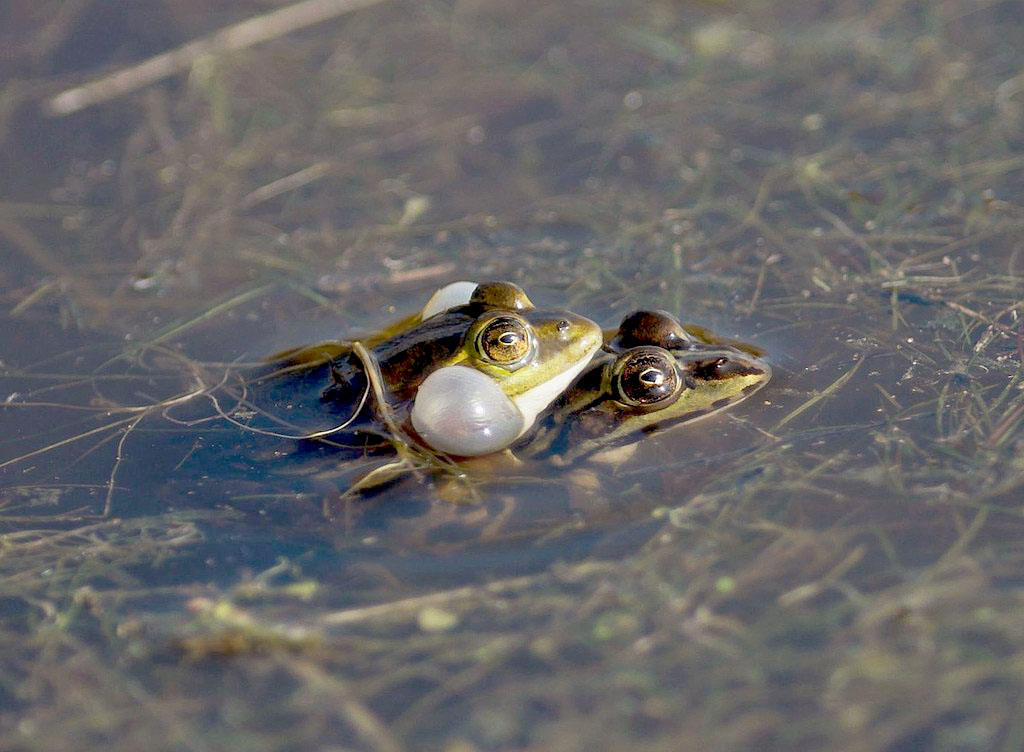 Rane innamorate - Pelophylax sp.