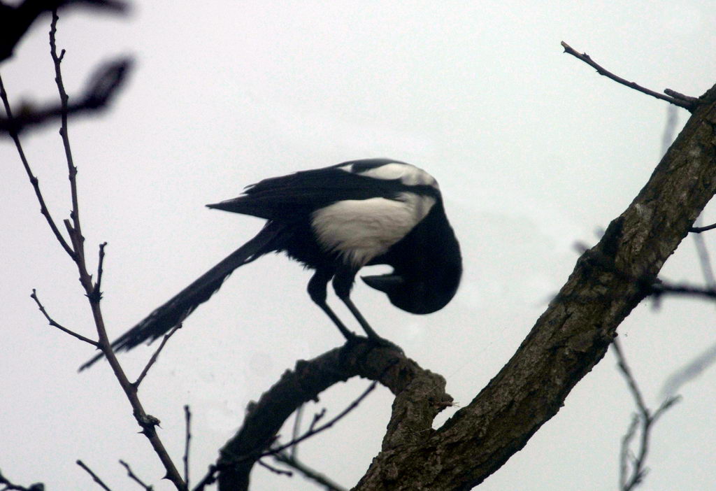 Avifauna humor