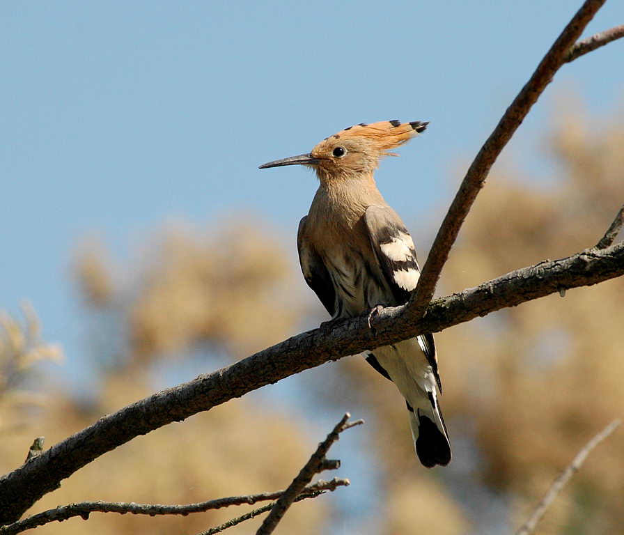 L''upupa, un animale . . .  magico!