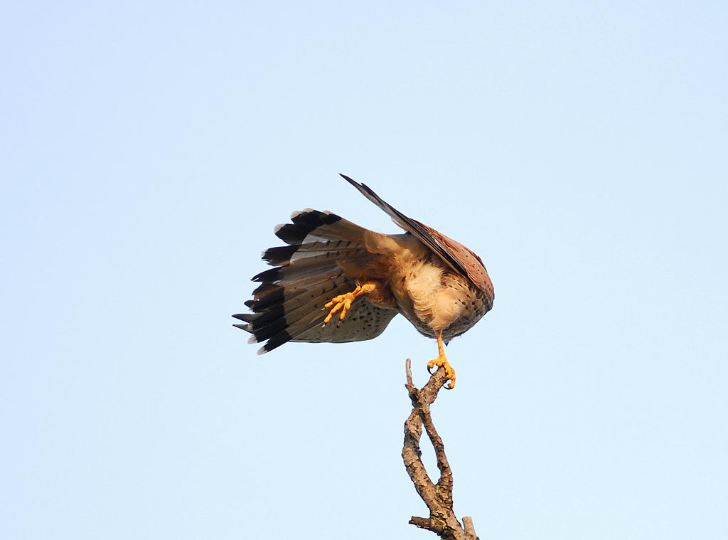 Avifauna humor