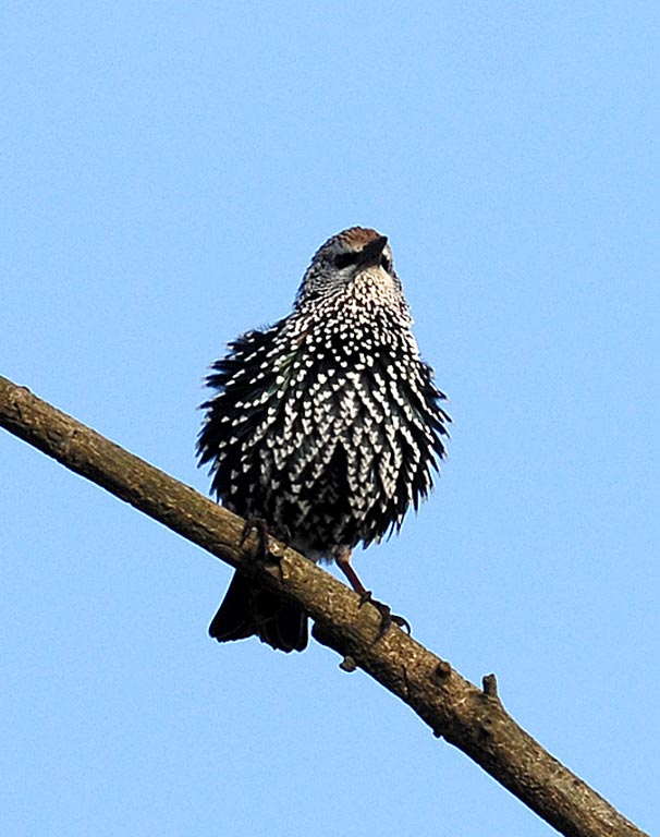 Uccelli arruffati