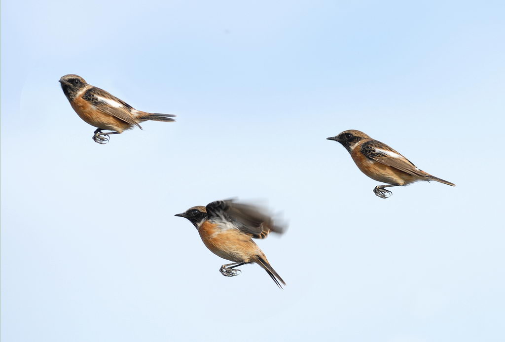 Avifauna humor
