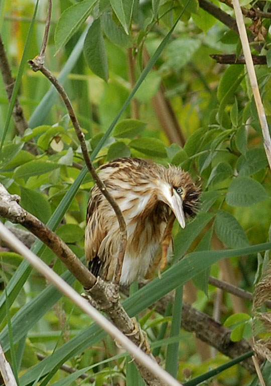 Uccelli arruffati