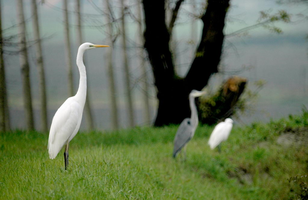 Avifauna humor