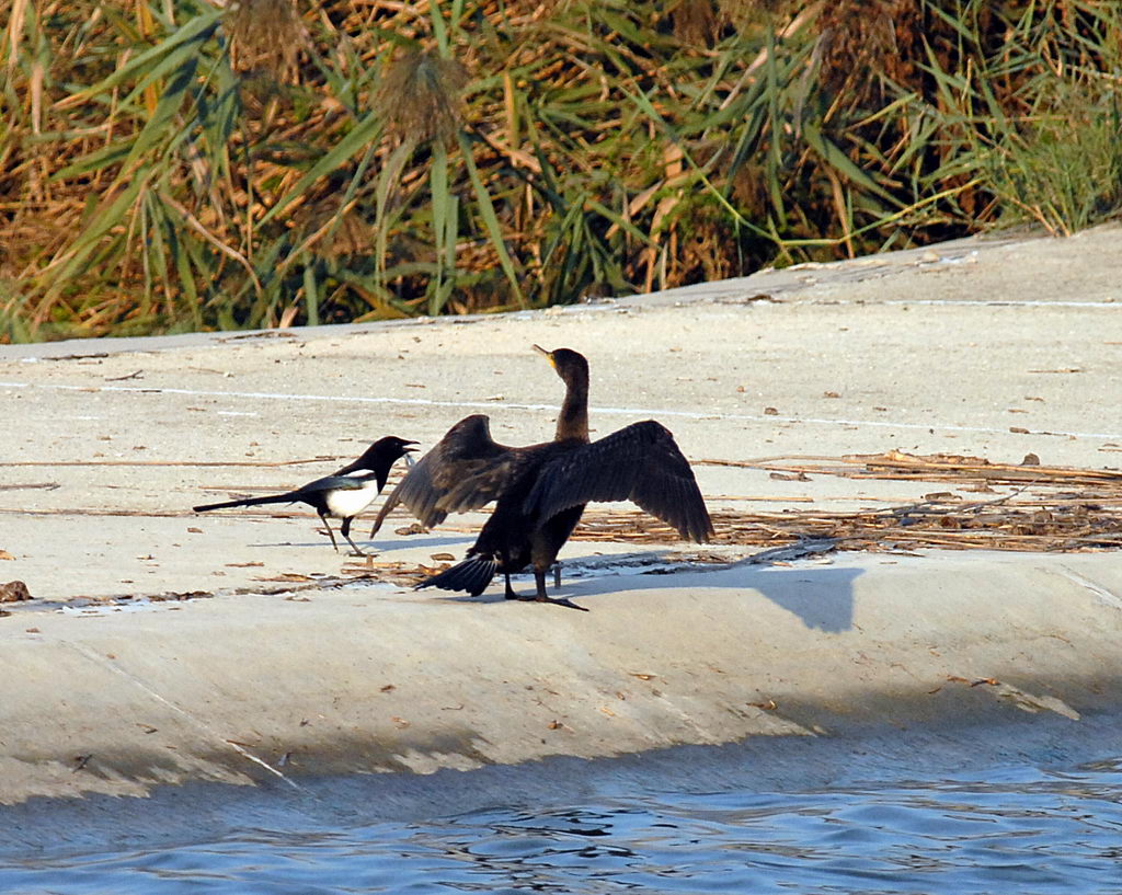 Avifauna humor