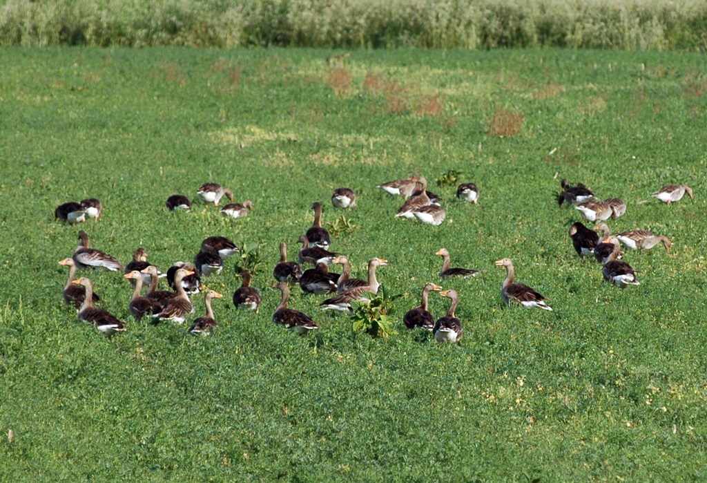 Avifauna humor