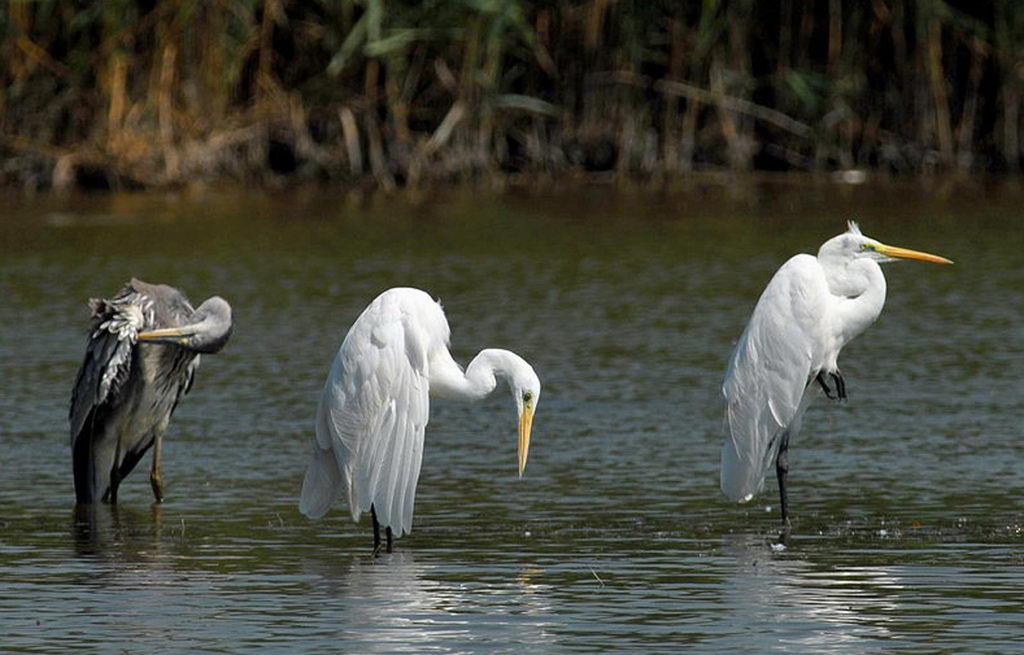 Avifauna humor