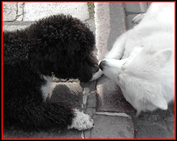 Qui ci sono troppi gatti, apriamo una discussione cani