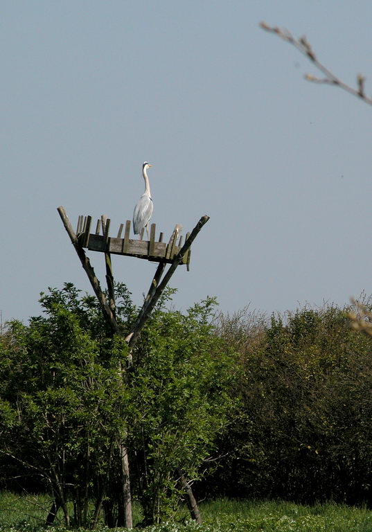 Avifauna humor