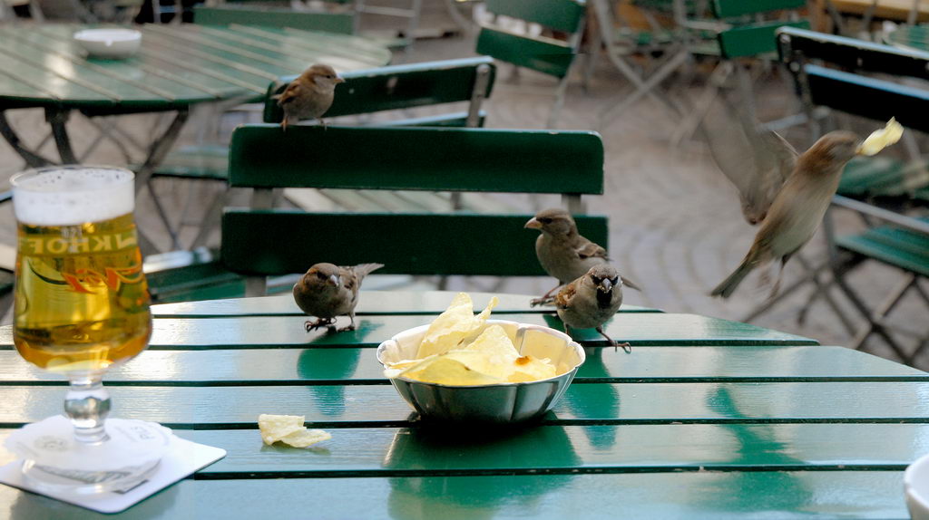 Avifauna humor