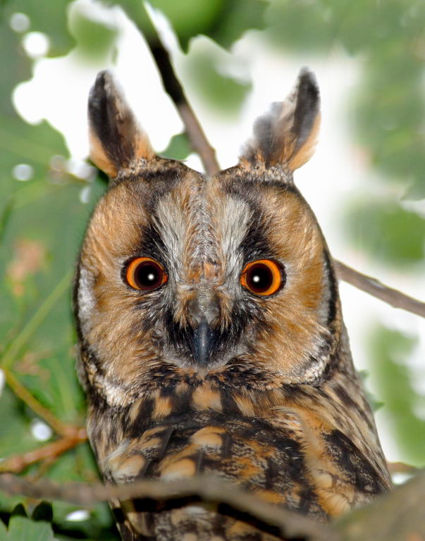 Avifauna humor