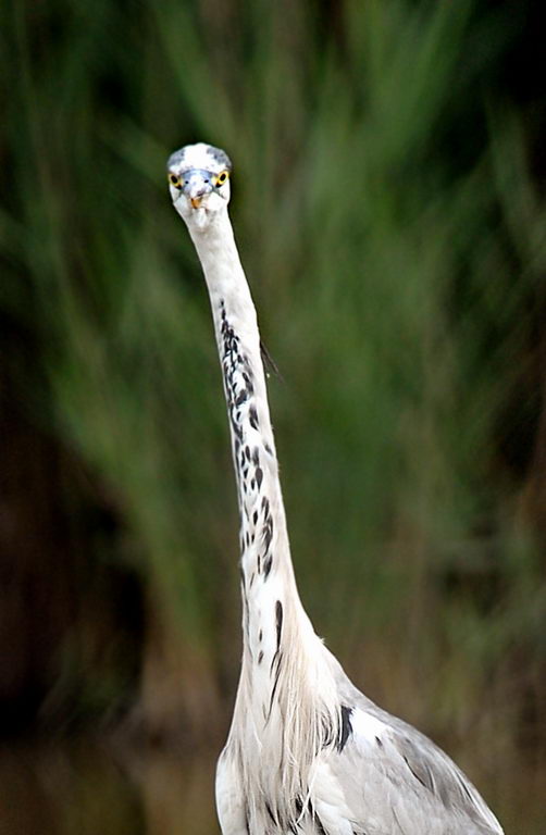 Avifauna humor