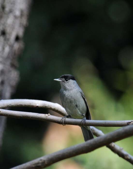 Ai giardini Margherita-BO