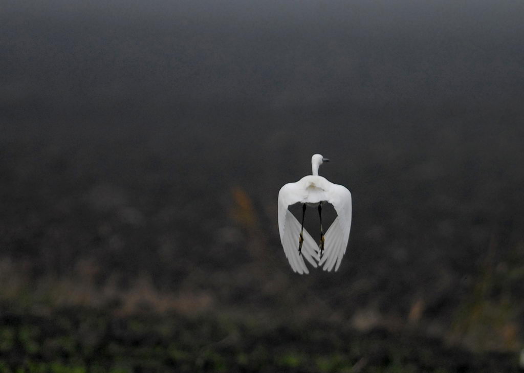 Avifauna humor
