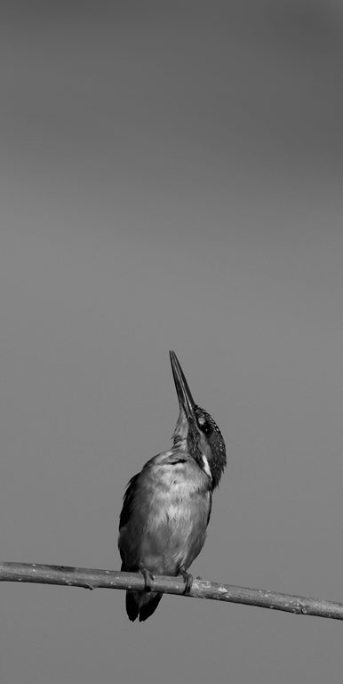 Avifauna humor
