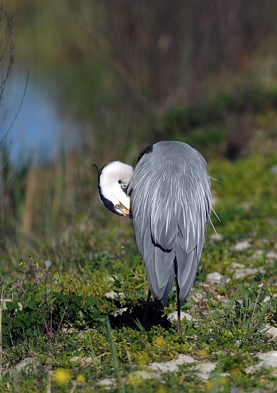 Avifauna humor