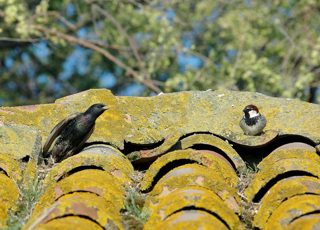 Avifauna humor