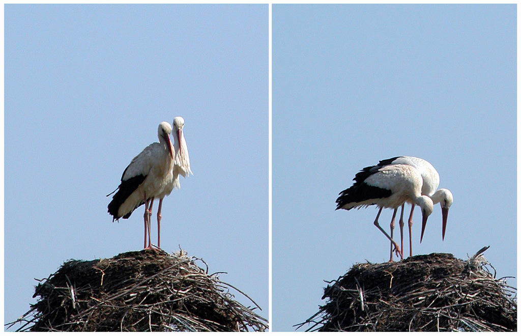 Avifauna humor