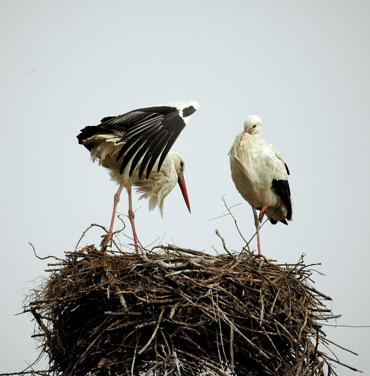 Avifauna humor