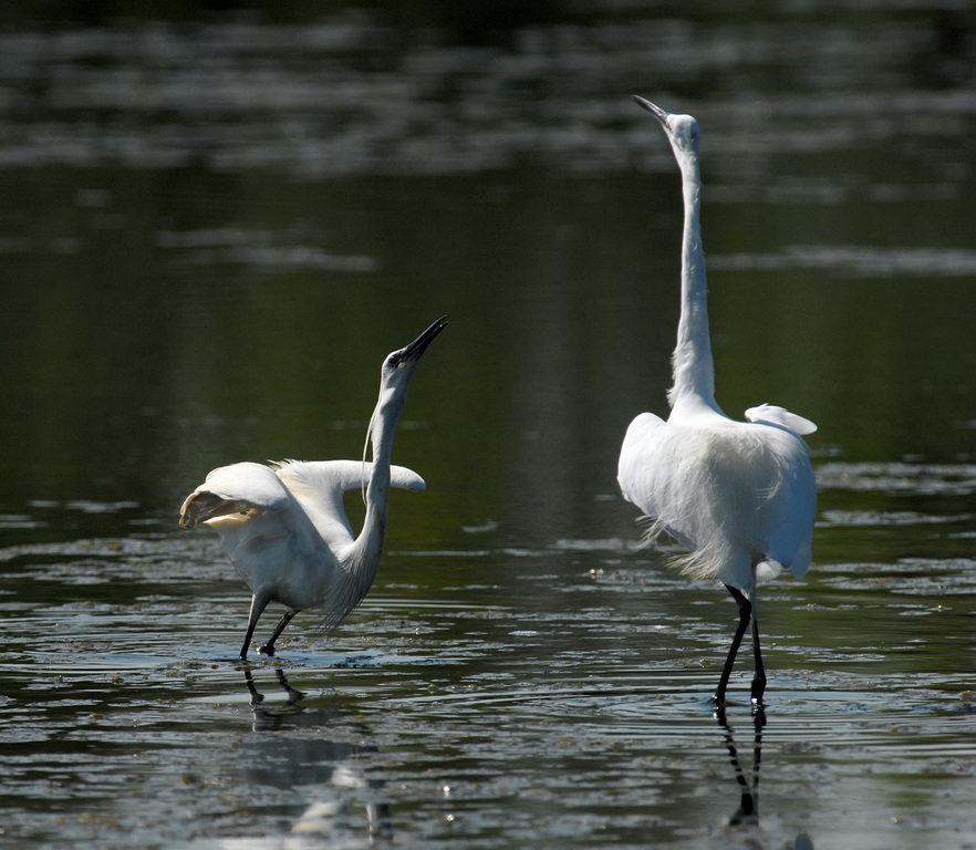 Avifauna humor