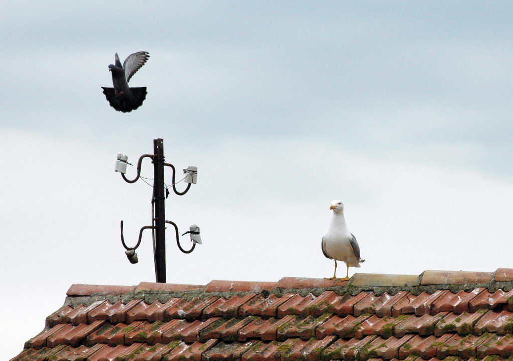 Avifauna humor