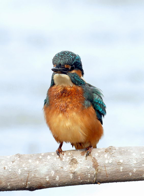 Avifauna humor