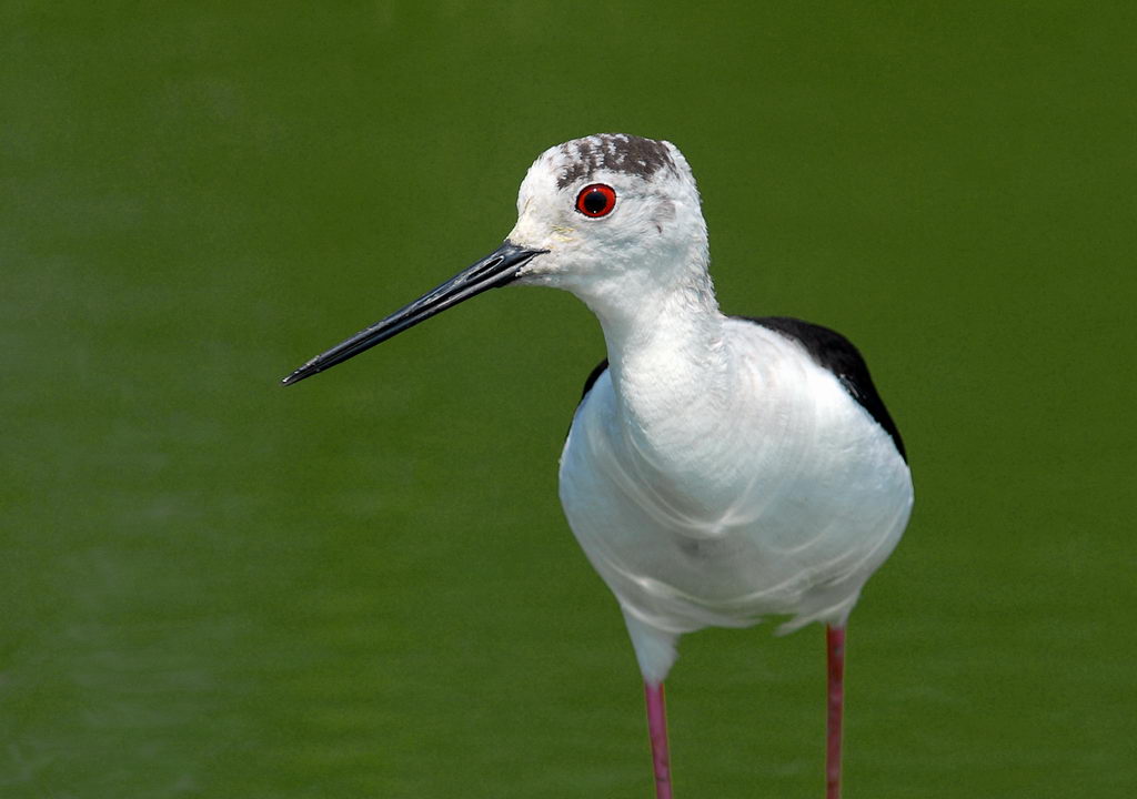 Avifauna humor